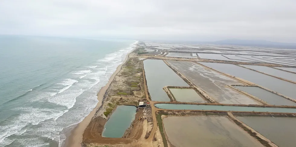 Power cuts pose a severe challenge to Ecuador's shrimp industry.