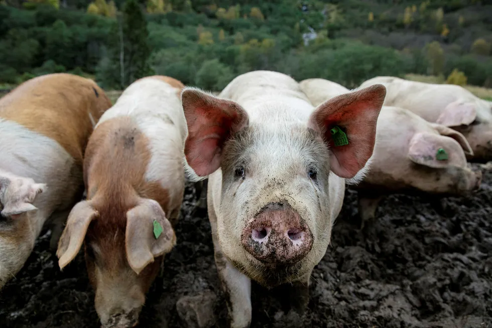 Salget av svinekjøtt var høyere i juli i år sammenlignet med fjorårets julimåned.