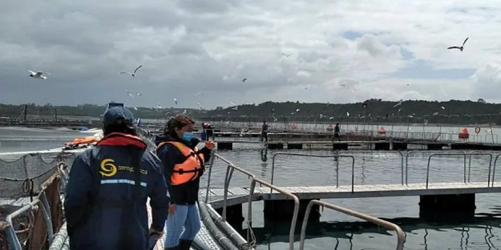 Inspektører fra Sernapesca inspiserer lokaliteten San Antonio som tilhører lakseprodusenten Caleta Bay.