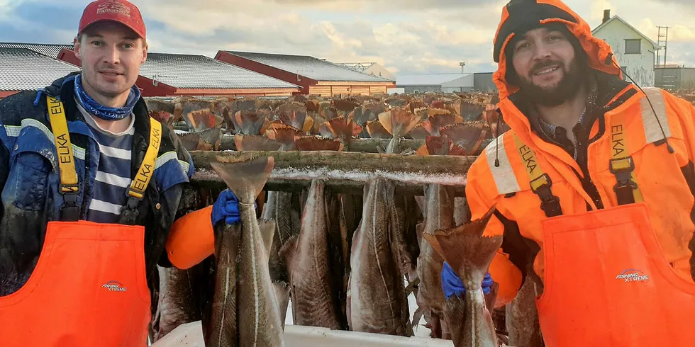 GOD PLASS: Brødrene Karol og Bartek Guzewicz har jobbet 15 sesonger i tørrfiskproduksjonen hos Røst Fiskeindustri. Fremdeles har de god plass til årets skrei på fiskehjellene.