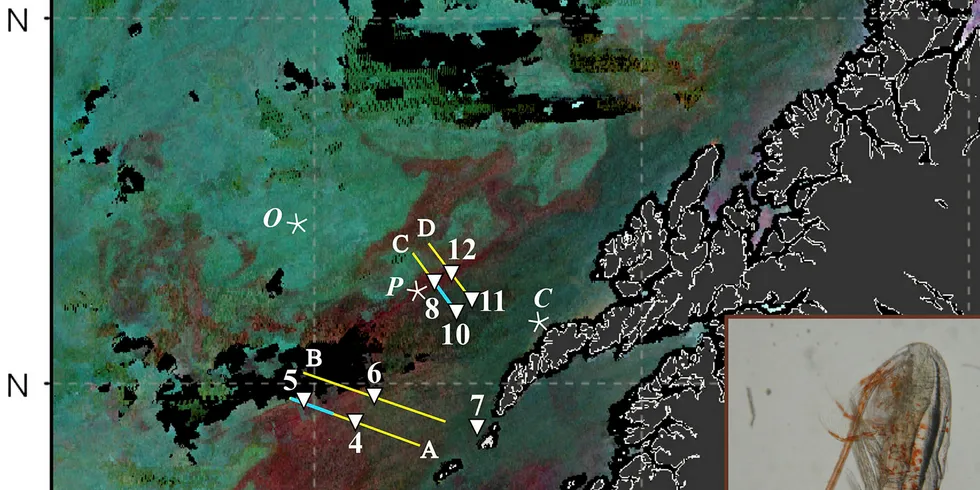 BEKYMRET: Fiskerne er bekymret for raudåtefiske, men mener om det skal være et fiske, bør det være forbeholdt norske fiskere. På satellittbildet ser du supersvermer av raudåte fra Helgeland til Troms.