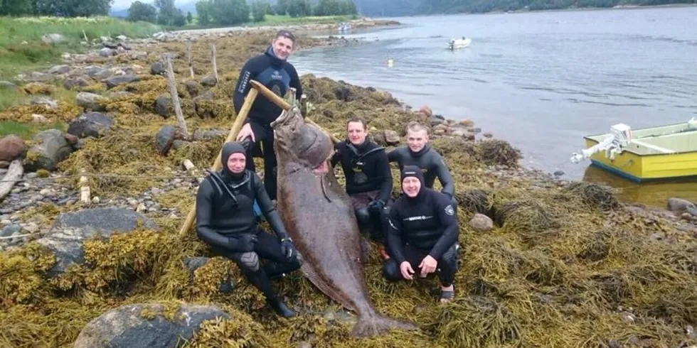 For fritids- og sportsfiskere er kveita ettertraktet. Her har russiske fridykkere fanget ei kveite på 135,5 kilo i forbindelse med undervannsjaktcup i fjor. Forskere har funnet ut at kveita overlevere å slippes ut igjen om hun ikke har for store skader. Arkivfoto