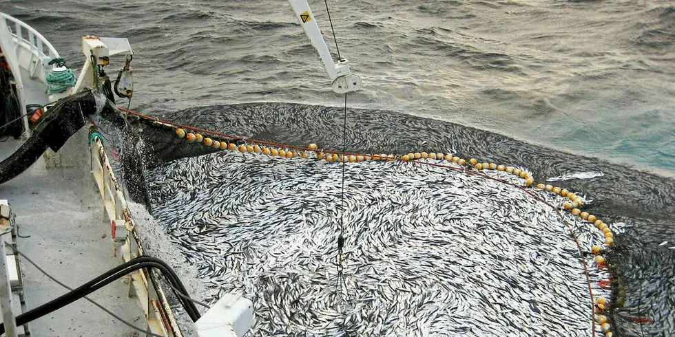 NVG herring harvested aboard the Bluefjord.