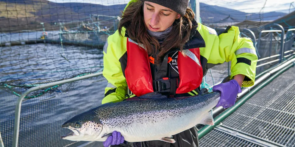 The eight salmon producers evaluated represent more than 50 percent of worldwide salmon production.