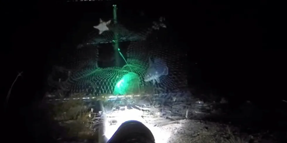 Forskere på Havforskningsinstituttet tester ut teiner med lys i torskefisket.