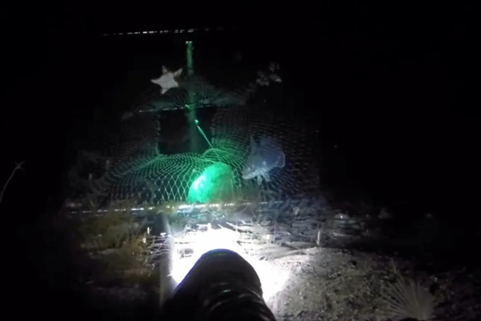 Forskere på Havforskningsinstituttet tester ut teiner med lys i torskefisket.