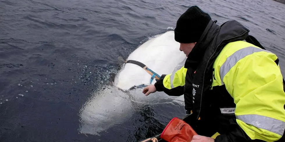 Hvithvalen Hvaldimir har oppsøkt mennesker i både Tufjord i Måsøy kommune og i Hammerfest.