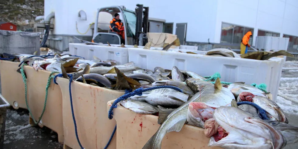 Innreiseforbudet har skapt utfordringer for fiskeindustrien i Lofoten, som fortsatt mangler over 200 arbeidere. Her fra fiskemottaket til Nic. Haug på Ballstad.
