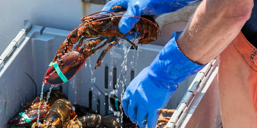 Lobster sales could pick up heading into the fall and winter as inventory woes dwindle.