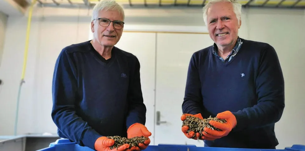 Asbjørn og Ole Torrissen har store planer for selskapet som produserer larver i Meløy kommune, men møter på utfordringer fra det norske og europeiske regelverket.