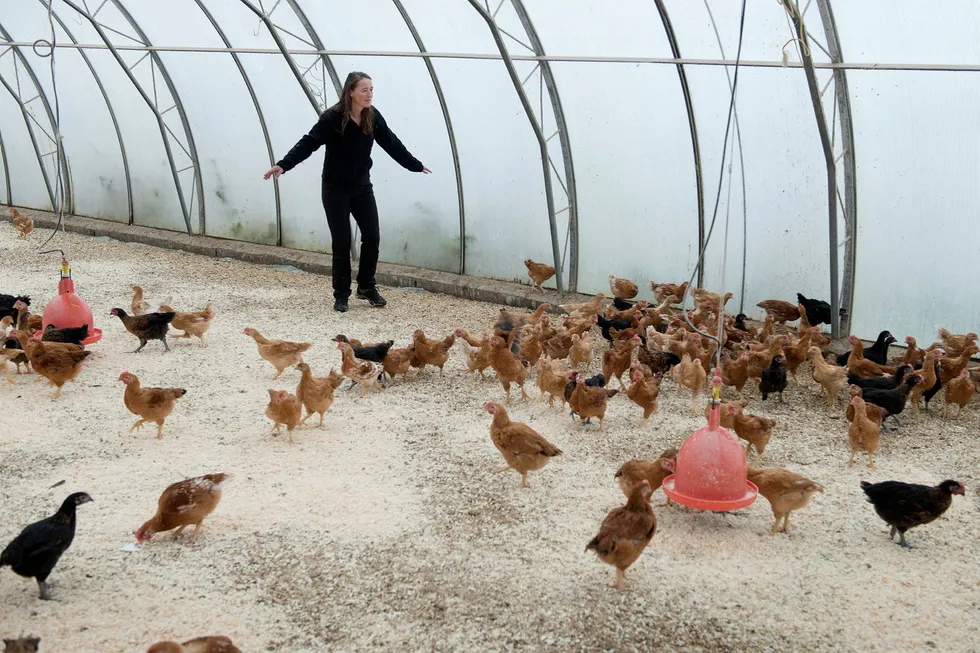 Els Geelen gjeter første kull av kyllinger med økologiske foreldre ved Homlagarden. Foto: Helge Skodvin