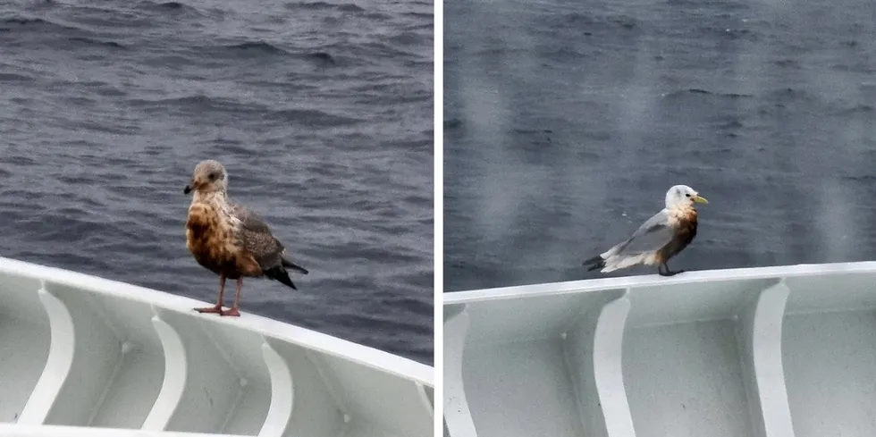 Fisker Jonas Solvang om bord «Nesejenta» tok disse bildene med én times mellomrom rundt 15 nautiske mil vest av Rolvsøya i midten av februar. Totalt er det meldt inn 60 slike observasjoner.