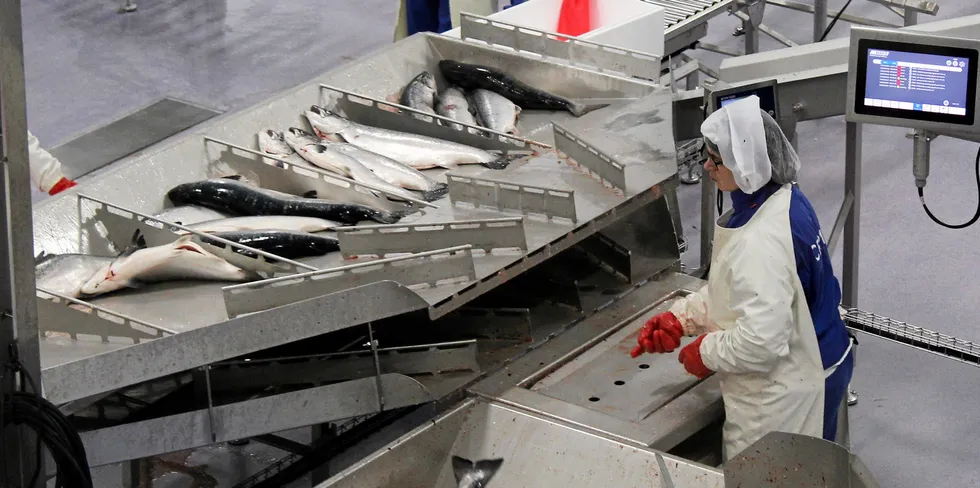 Produksjonsfisk må feilrettes før omsetning til humant konsum, jevnfør Fiskekvalitetsforskriften, og kan ikke eksporteres før dette er gjort. Bildet viser Cermaq sitt slakteri i Steigen.