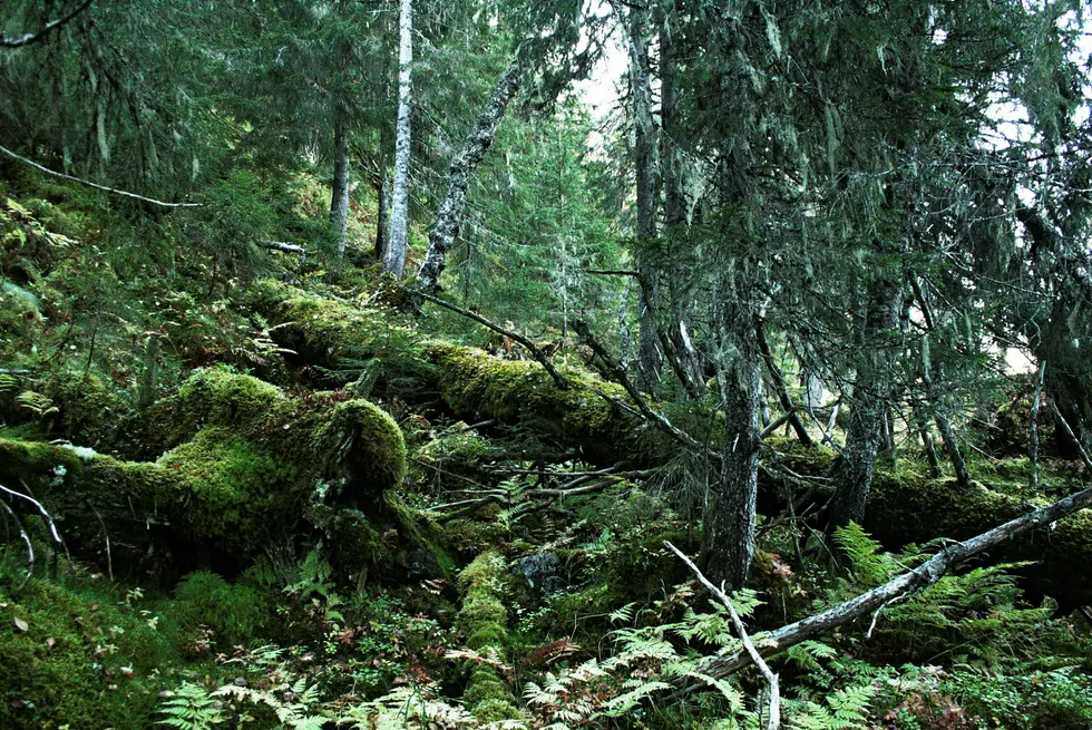 Gammel, urørt skog har uvurderlige verdier som levested for rundt halvparten av Norges 60.000 arter av dyr, planter og sopp, skriver artikkelforfatteren. Foto: FMNTMI/Fylkesmannen i Nord-Trøndelag