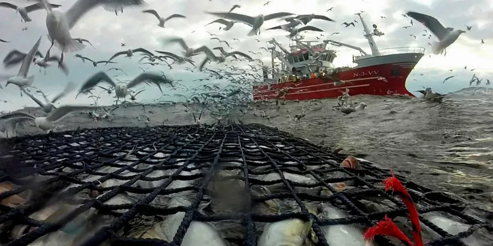 ØNSKER BEDRE KVALITET: I vår gjennomførte forskere, fiskere og Båtfjordbruket en testproduksjon for å se om det var mulig å løse hyseutfordringene til industrien.