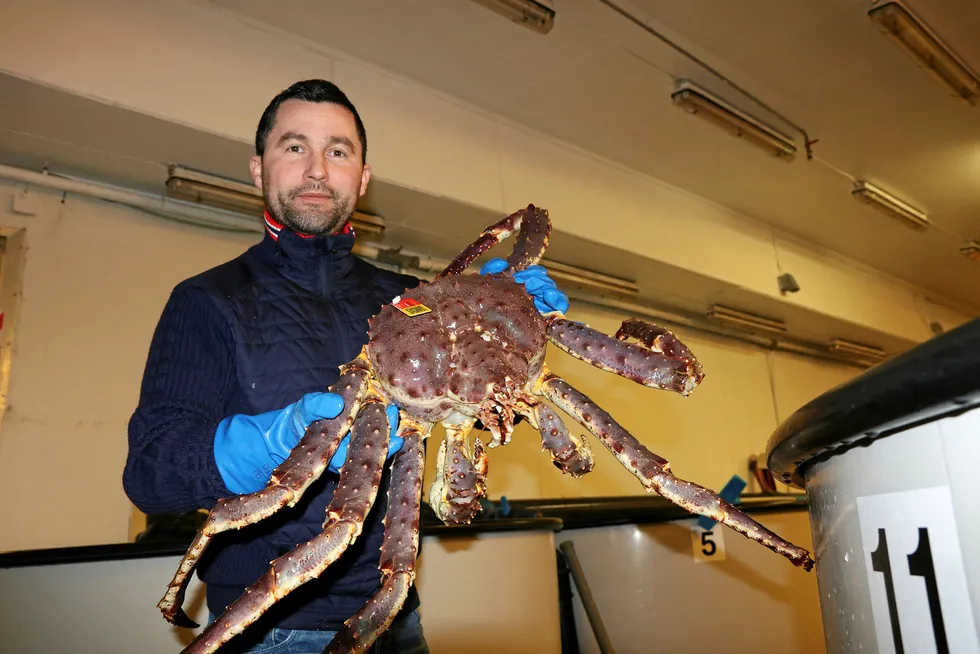 Gentjan Kryeziu shows first-class live king crab from Norway King Crab at Bugøynes.