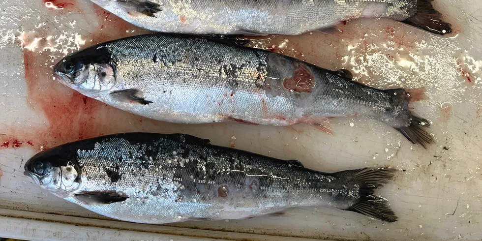Bildet viser fisk med skadar etter perlesnormanet og uvêr. Bildet er tatt av Mattilsynet under eit anna tilsyn, og er ikkje direkte kopla til Grieg Seafood Finnmarks lokalitet.