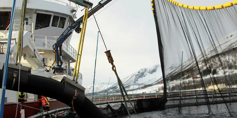 MYE Å HENTE: Svinn og ubearbeidet fisk ut av Norge koster havbruksnæringen mye. Bare nedklassifisering av matfisk fra superior-kvalitet til «ordinær» og «produksjonsfisk» et verditap på mellom 236 og 707 millioner kroner, melder PwC i en ny rapport.