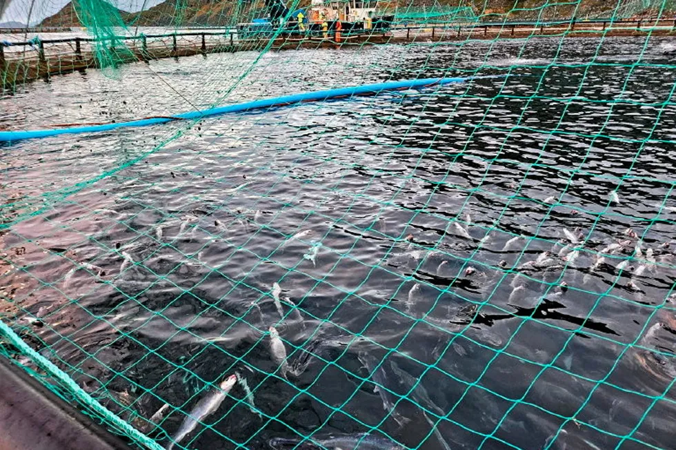 12. november var Mattilsynet på tilsyn på lokaliteten Vinnalandet. I merden ser man flere svimere og svekket fisk med sår etter kontakt med perlesnormanet.