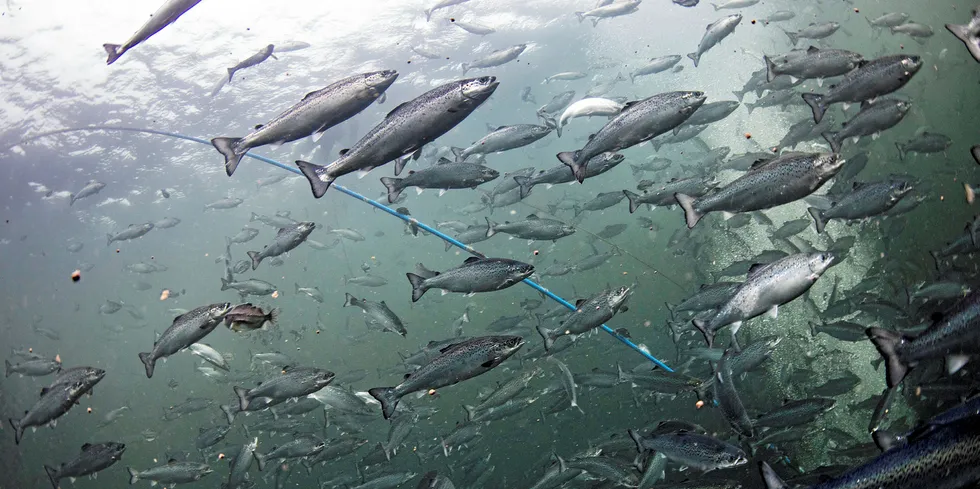 NEDGANG: Inntektene falt kraftig for Sandnes Fiskeoppdrett, men styret ser lyst på fremtidsutsiktene.