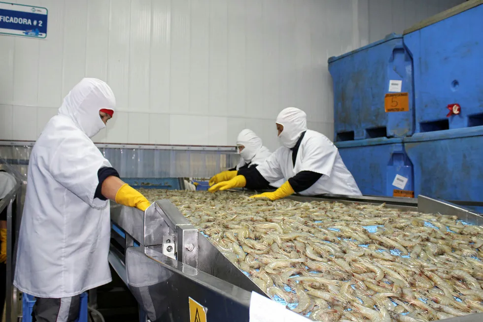 Ecuador's shrimp exports to China back on upward curve this year.