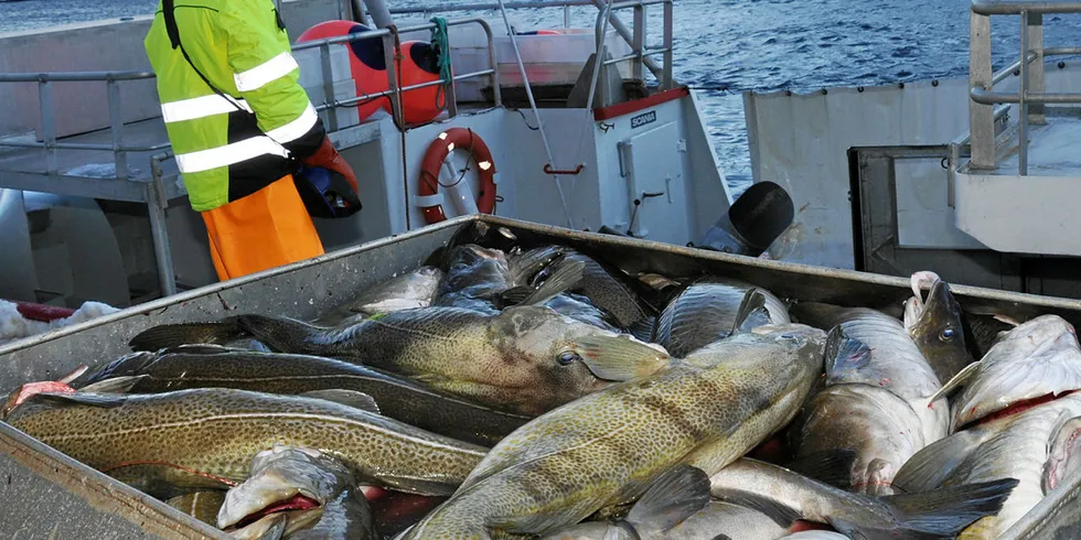 SKREI: Skreien har for lengst meldt seg i utenfor Vesterålen. Her fra Klo-anlegget på Stø.