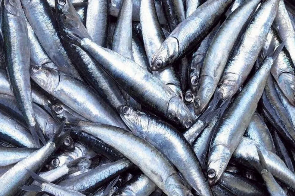 Peru more than doubled its anchovy quota for the first season of 2024.