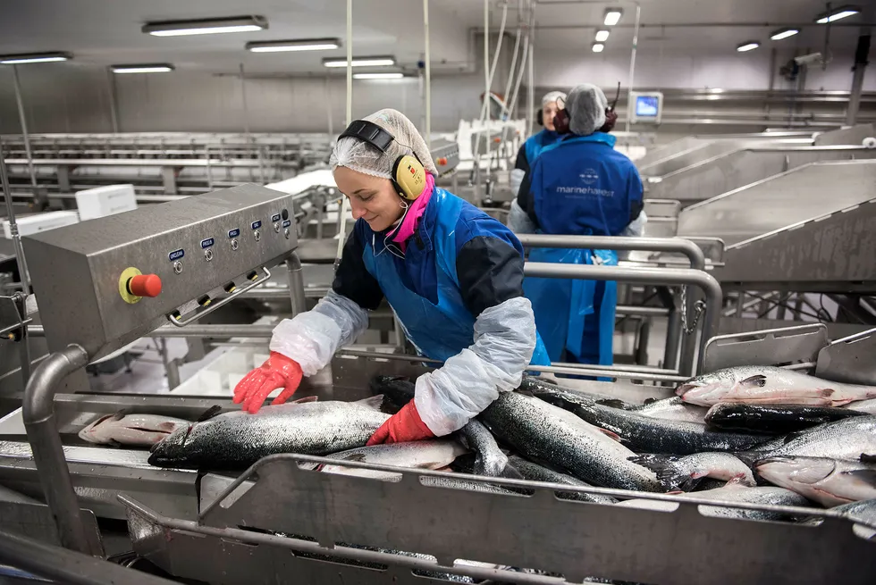 Marine Harvest er et av de norske selskapene som satser tungt i USA. Her slaktes og fileteres laks ved Marine Harvests anlegg på Eggesbønes på Bergsøya. Foto: Per Ståle Bugjerde