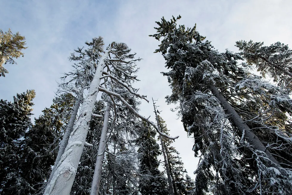 Hvis en skog ikke får stå urørt, men skjøttes og hugges, vil den ofte fange mer karbon, men ikke lagre mer, skriver artikkelforfatterne. Skogen her på bildet står i Våler i Hedmark.