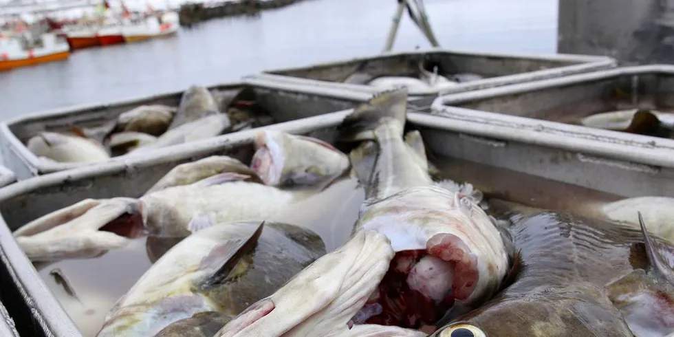 Fiskerinæringa i Troms gir store ringvirkninger. Her er det landet torsk på kaia i Breivikbotn.Foto: Arne Fenstad