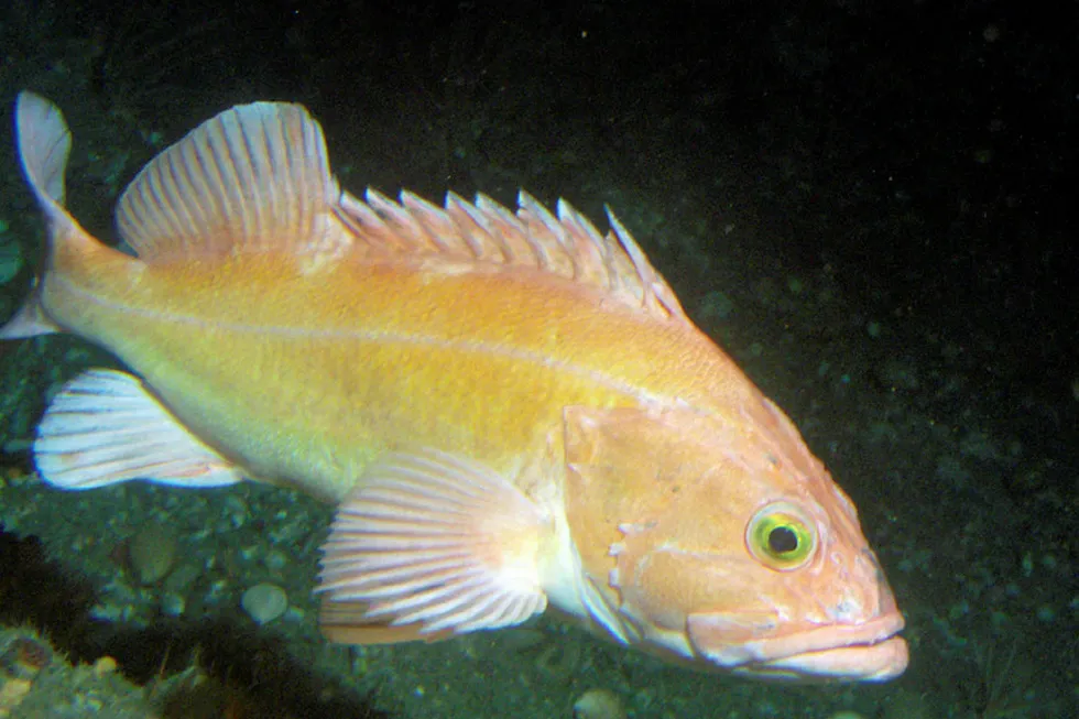 Endangered: a yelloweye rockfish