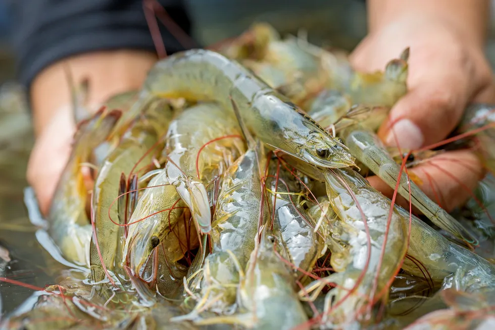 Honduran shrimp farmers suffered from weather-related shortfalls last year.