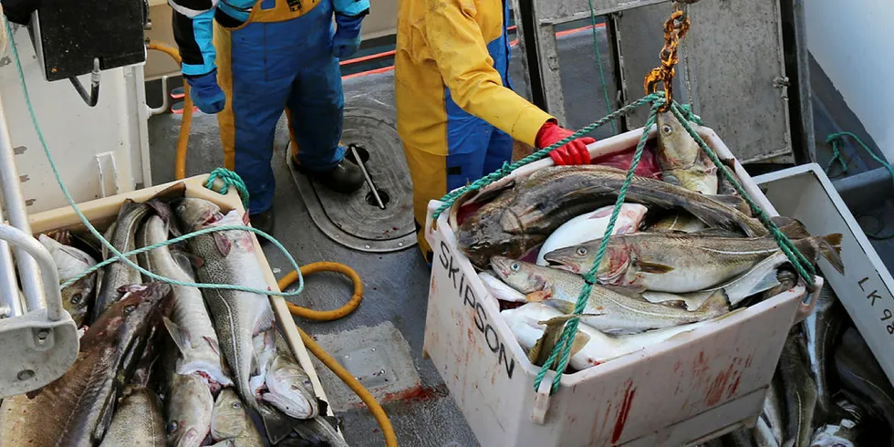 SVÆRT GODE PRISER: Det betales svært gode priser for fersk skrei. Vesterålen hadde den høyeste snittprisen sist uke - og lå 0,94 kroner kiloen i snitt over hva kjøpere i Lofoten betalte.