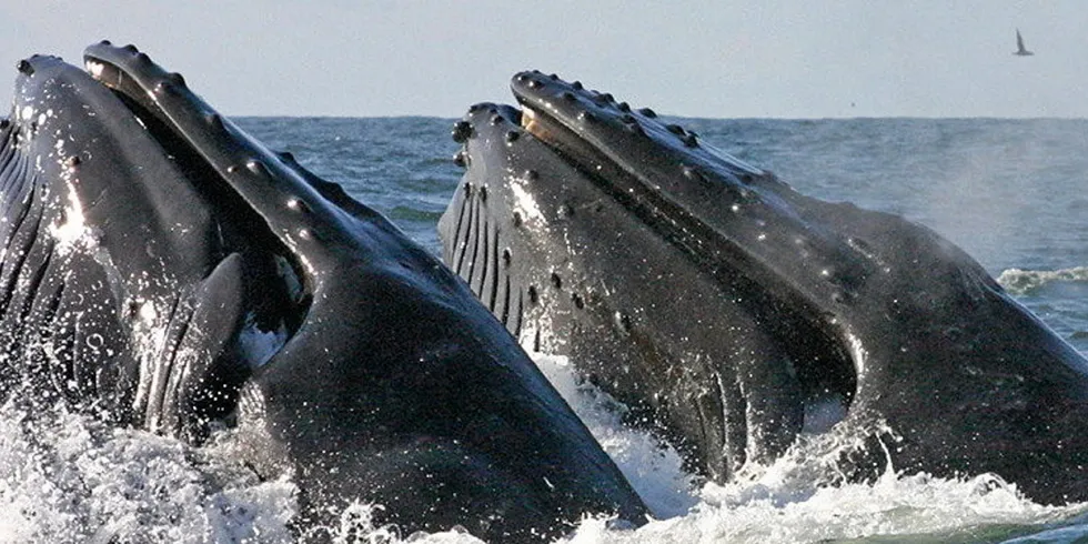Whale mortality. Humpback whales feeding.