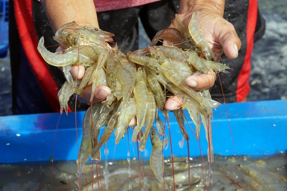 Although shrimp production is growing this year in both China and India, the rate of increase in each of the two Asian powerhouses is moving in vastly different directions.