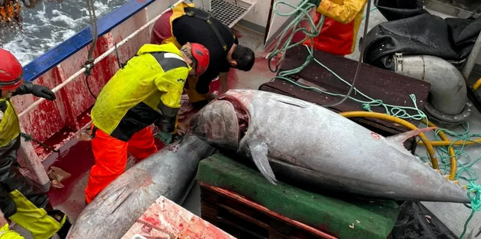 «Spjæringen» deltok i fisket etter makrellstørje for to år siden. Til sammen tok de 168 eksemplarer av den største tunfiskarten som finnes.