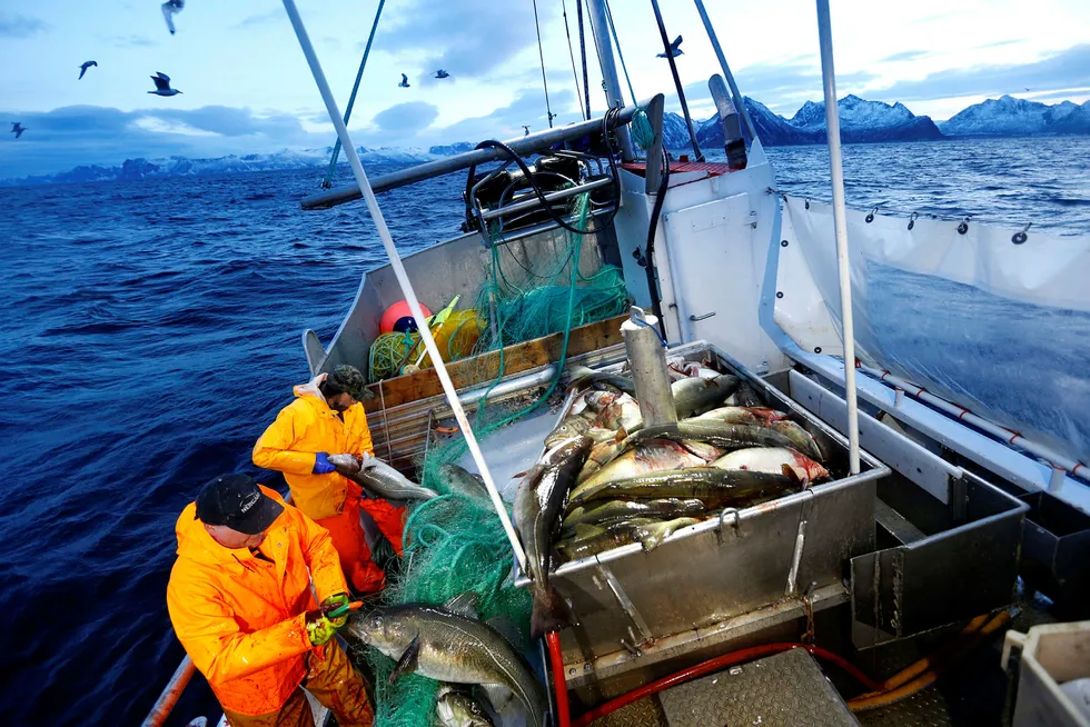 Skreifisket står for døren. Verdien av torskefisket har aldri vært større enn i 2016, og neste år kan bli et nytt rekordår. Foto: Poppe, Cornelius/NTB Scanpix