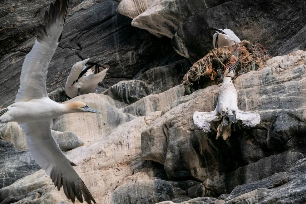 En død havsule henger i fiskegarn av plast på fuglefjellet på Runde. Statsminister Erna Solberg så denne fuglen fra båten på en tur rundt øya.