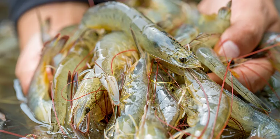 Among the challenges dragging down farmed shrimp production is a slide in output in India.
