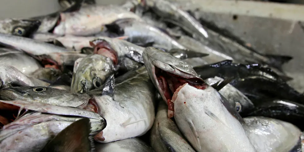 SEIPRISEN FALLER: Etter hvert som vårfisket i Finnmark bringer stadig mer sei på land, fortsetter også prisene å falle.