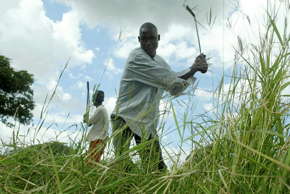 Clearing the way: men cut grass with machetes in Malawi's capital Llongwe
