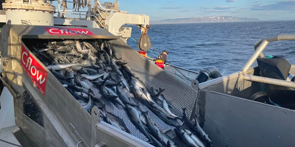 Seinotfiske ved Gjesvær.