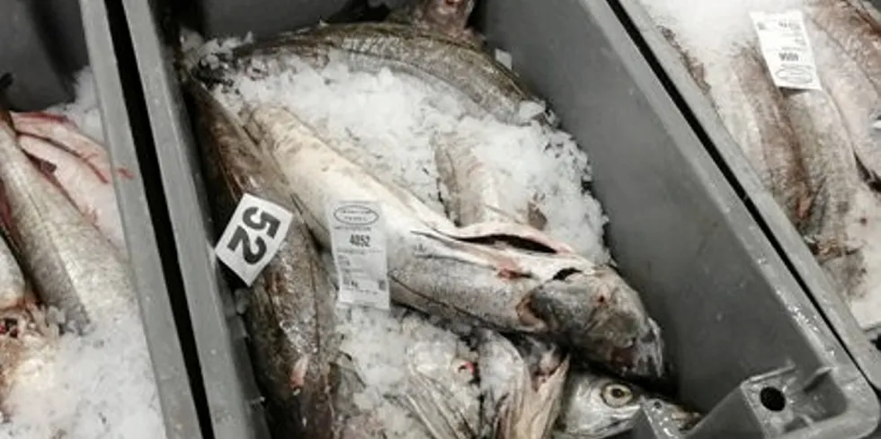 French primary processors say they are suffering from "a brutal reduction" in fish supplies.