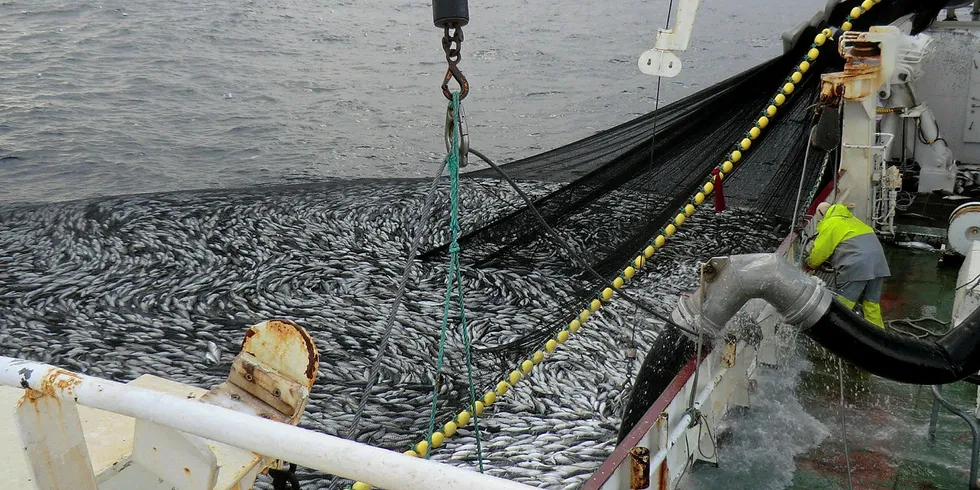 SEINOTFISKE: Slik ser det ut når seinotfisket går for fullt, men det har vært betydelig rusk i maskineriet for seien til nå i år. Seinotfangsten på bildet skriver seg fra «Trønderkari» for noen år siden.