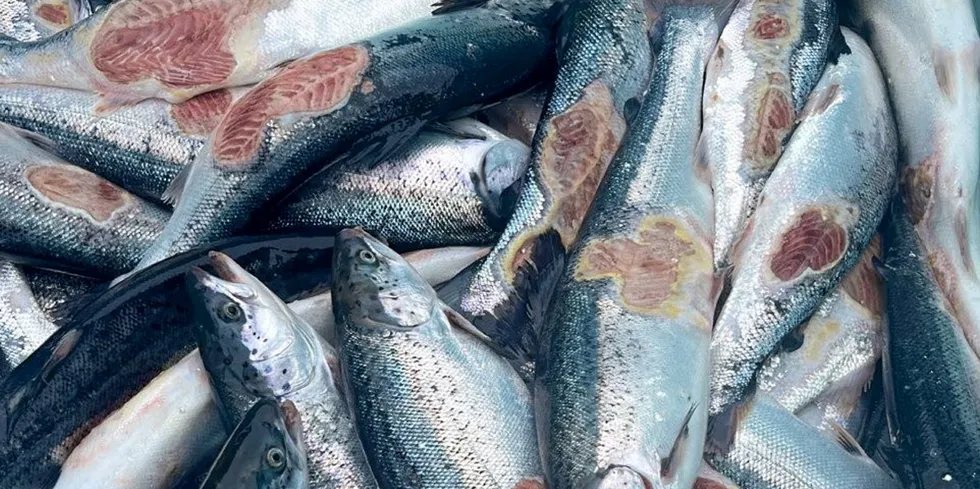 Fisk med vintersår er et eksempel på fisk som ofte går under kvalitetsbetegnelsen produksjonsfisk.