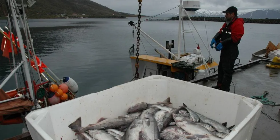 Torsvågbruket AS, Vannøya i Troms. Fiskere, fiske, fiskeindustri, fiskemottak, fiskeforedling, ferskfisk, hyse, fiskearbeidere. Arkivfoto: Are Kvistad