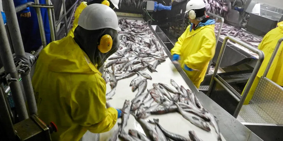 Workers on the line at a Trident Seafoods processing plant in Akutan, Alaska. This year has been a welcome shift for the industry with larger sizes, strong demand and no major COVID disruptions.