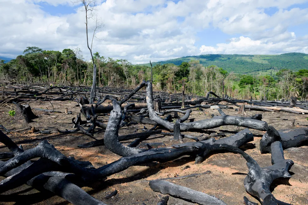 Avskoging er et alvorlig globalt problem som krever innovative løsninger på lokalt nivå. Oljefondet ønsker å bidra til slike løsninger, skriver artikkelforfatterne. Her fra Colombia.