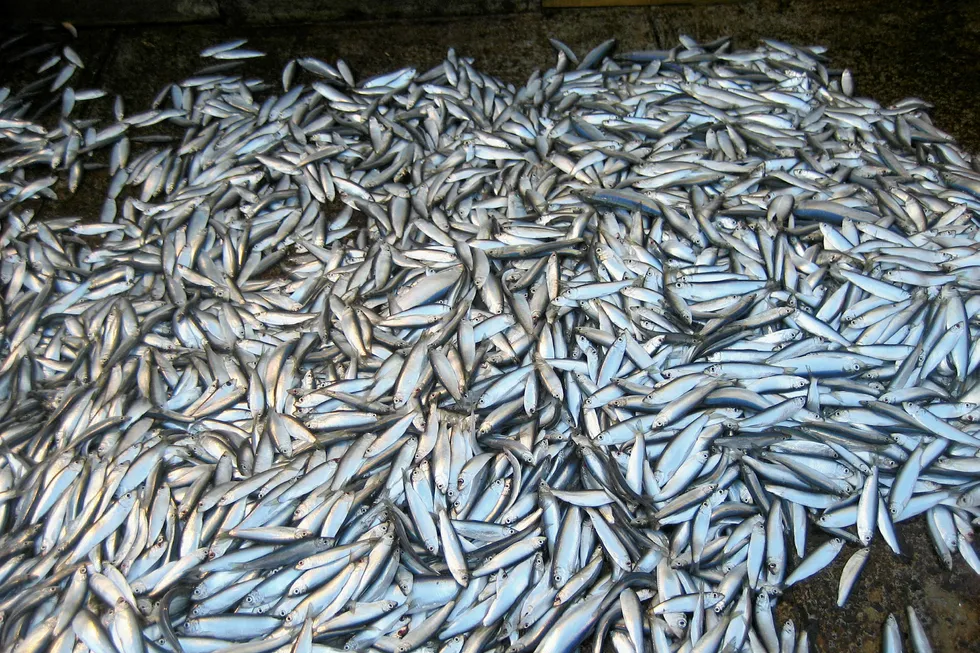 A fishing stoppage for herring looms in the Baltic Sea.