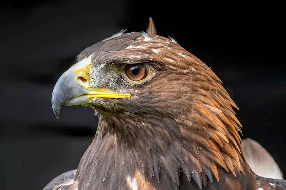 The “nature and scale” of the wind project created a “significant risk of disturbance and displacement” for the nesting pair of golden eagles, said Ireland's planning authority.